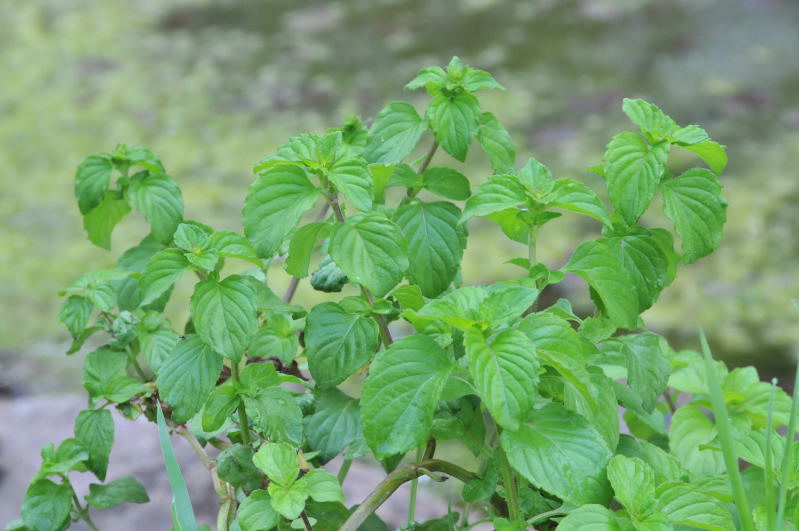 Pianta aromatica - Mentha aquatica